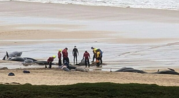 Scozia, 55 cetacei spiaggiati: solo 10 sono ancora vivi