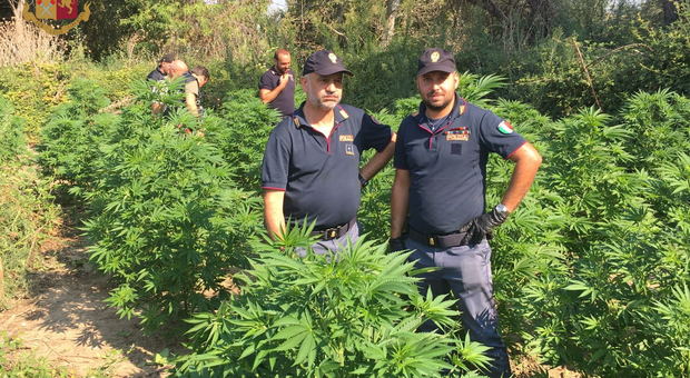 A Vitinia una piantagione di oltre 600 piante di marijuana: era di tre romeni