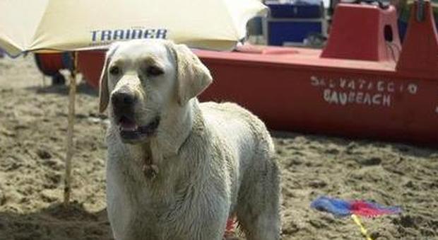 Avvelenato Buddy, cane da soccorso: è allarme esche mortali nella bergamasca