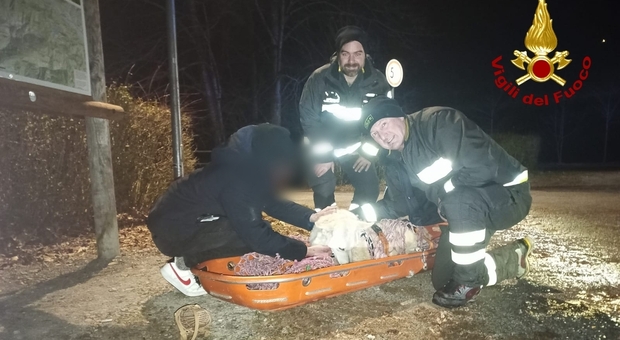 Cane insegue un cervo e cade in un dirupo per 20 metri: il salvataggio di Ryan