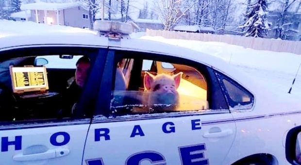 Il maialino salvato dalla polizia di Anchorage che ha diffuso le immagini sui social