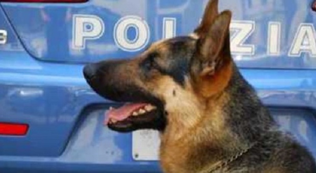 Pusher scoperti dal cane poliziotto Uno si infuria e morde un agente