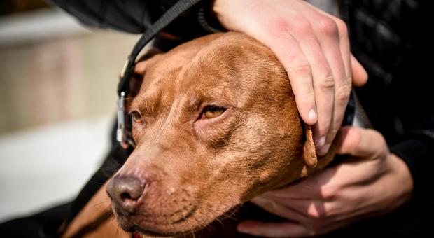 La polizia trova la marijuana e spara in casa, 17enne a Chi l'ha Visto?: «Hanno ferito me e il mio cane senza motivo»