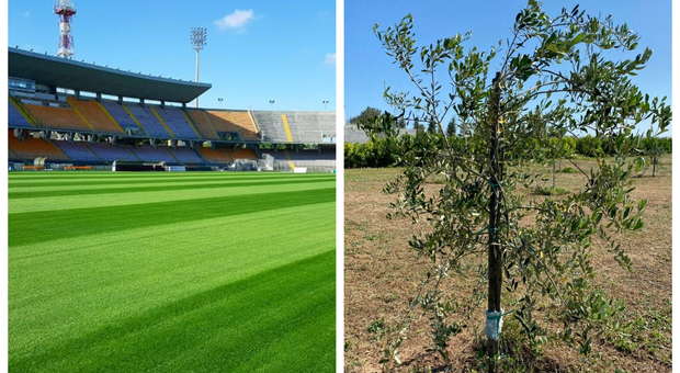 Un ulivo allo stadio: il Lecce pianta al “Via del Mare” l’albero simbolo del Salento