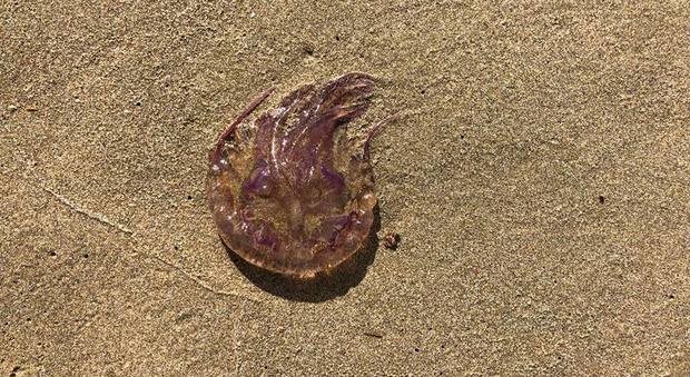 Bacoli, la spiaggia romana invasa da centinaia di meduse urticanti