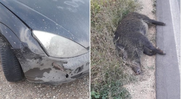 L'immagine dell'auto dopo lo scontro con l'animale a Castellaneta