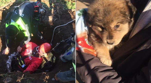 Roma, cucciolo di cane cade nel pozzo: salvato dai vigili del fuoco