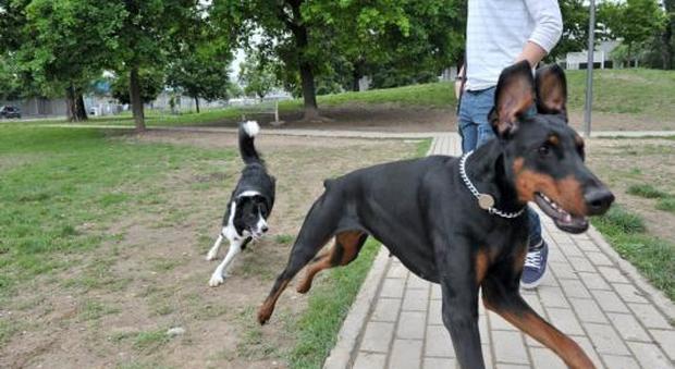 Caccia all'avvelenatore di cani: bocconi letali nascosti nel verde