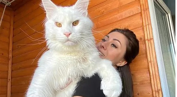 Kefir, il maxi gatto star del social: «Pesa come un bambino della sua età»