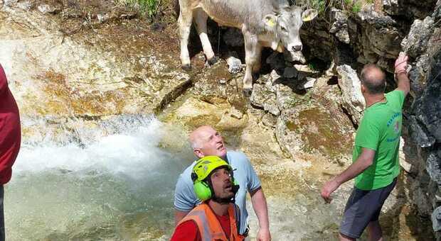 Due mucche salvate dal torrente vicino a Malga Federa: recuperate dall'elicottero
