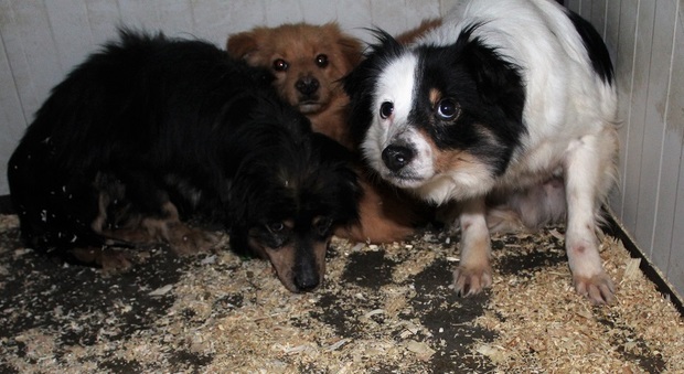 I cani salvati dall'associazione Zampa Su Zampa di Martignacco