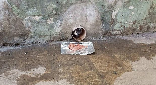 La gattina è imprigionata: arrivano i soccorsi per metterla in salvo