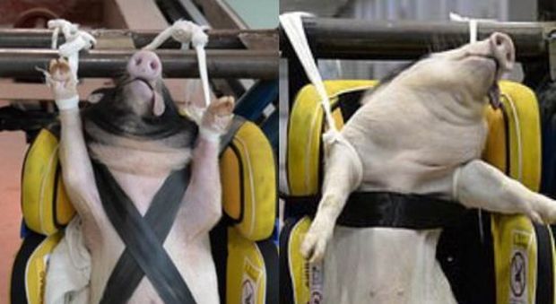 Cuccioli di maiale per i crash test, la denuncia degli animalisti: «Usati perché simili a dei bambini»
