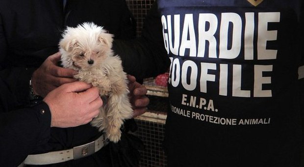 Napoli, blitz nel canile lager: cagnolini indifesi liberati | Le immagini