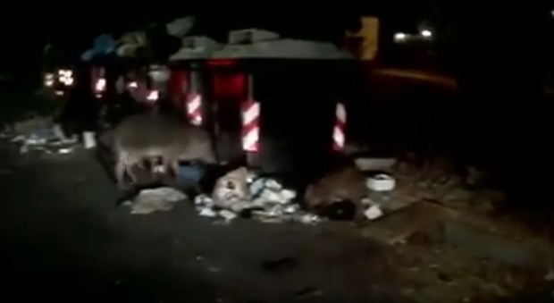 Roma, tornano i cinghiali sulla Cassia: tra i rifiuti in strada spunta un branco di animali