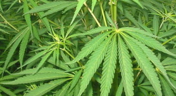 Trovato con 60 grammi di marijuana: «La uso per meditare». E viene assolto