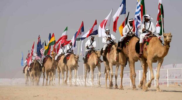 Influenza del cammello, torna il terrore dopo i Mondiali in Qatar: «Letale più del Covid»