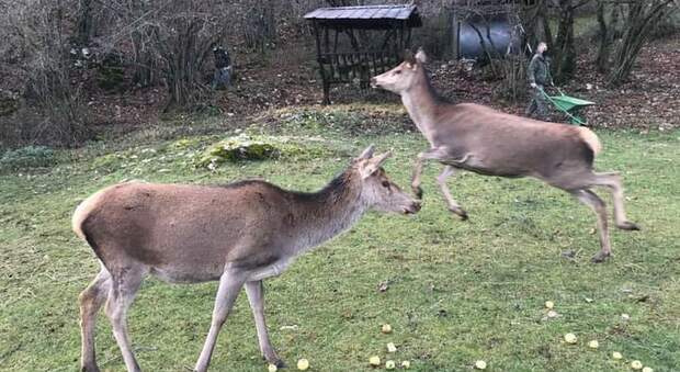 Due giovani esemplari di Cervo nel Parco dei Monti Simbruini nella Valle dell'Aniene,