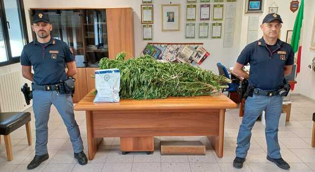Adria. Coltivavano marijuana in serre fatte in casa: sequestrate 15 piante per un ammontare di oltre 17 chili