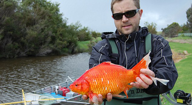 Pesci rossi giganti nei fiumi: "Non abbandonateli, diventano grandi e molto pericolosi"