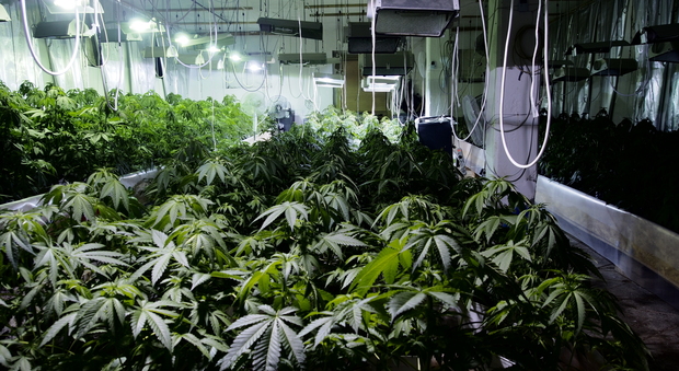 Fermo, la Finanza scopre nel casolare una serra con 500 piante di marijuana