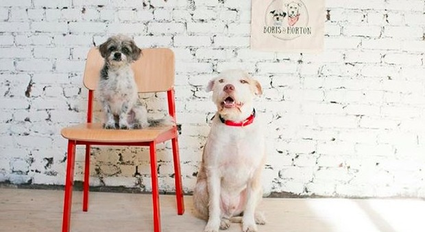 I proprietari hanno dato il nome dei loro cagnolini al locale, Boris and Horton