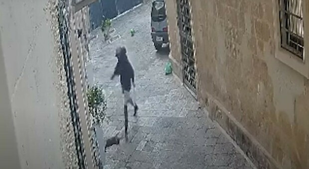 Lecce choc, uccide un gatto a calci: fermato un clochard, riconosciuto da alcuni ragazzi