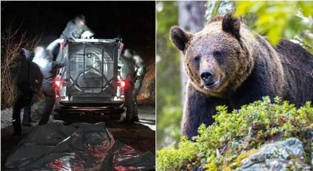 L'orsa JJ4 sarà trasferita in Romania al Libearty Bear Sanctuary di Zarnesti