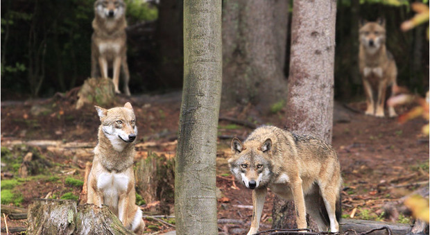 Offida, dopo cervi, tassi e cinghiali scendono dalle colline anche 4 lupi