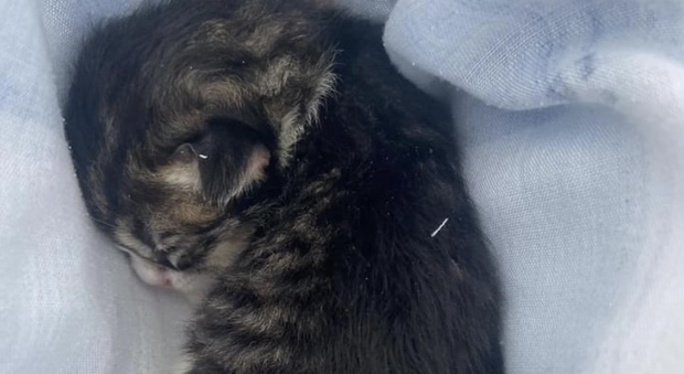 Gattino appena nato gettato nel bidone dell'umido