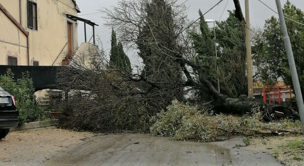 Il vento ha sradicato alberi, cartelli e tegole