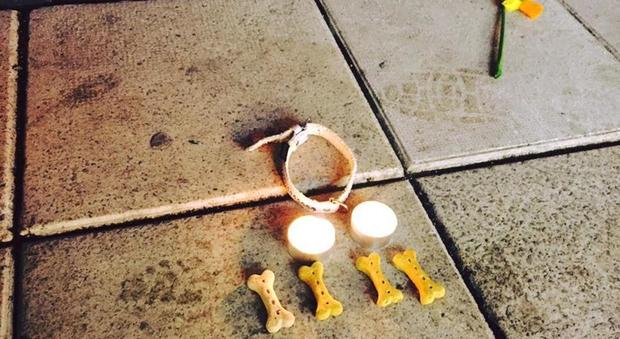 Stoccolma, candele e ossetti in memoria del cane Iggy