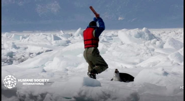 Iniziata la caccia ai cuccioli di foca in Canada (immag diffusa sui social da Humane Society International)