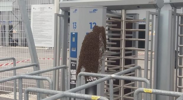 Frosinone-Chievo, un nido di api gigante al tornello dello stadio