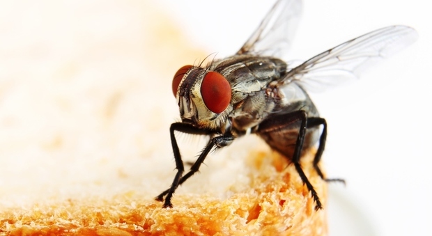 Le mosche trasportano batteri: "Sulle loro zampe 300 tipi diversi". Pericoli più alti in città