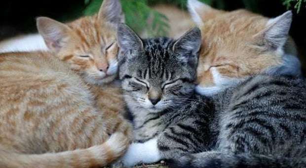 Appello Enpa a Facebook: non pubblicare richieste di regalare gattini