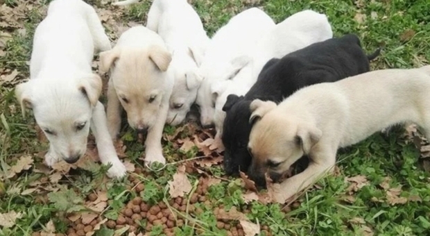 Grosseto, cuccioli maltrattati: denunciato un allevatore