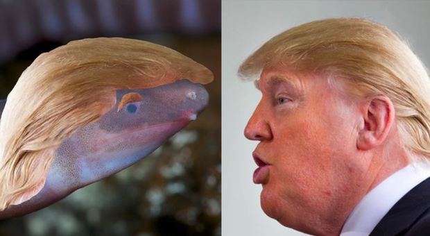 Spende 25mila dollari per dare il nome «Donald Trump» a una nuove specie di verme