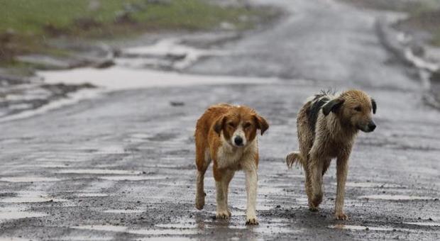 Emergenza randagismo 750mila cani abbandonati