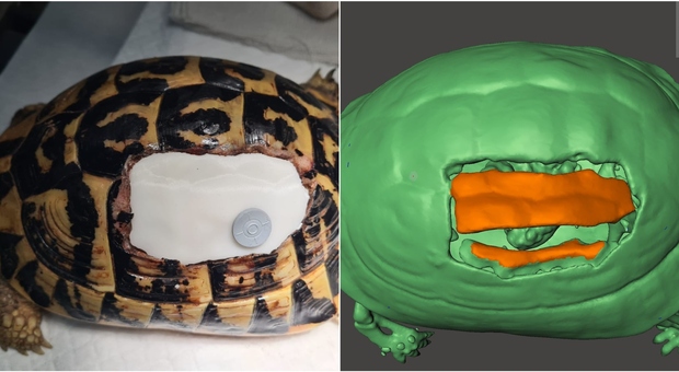 Una corazza "stampata" in 3D per la tartaruga ferita dalla motozappa. Intervento in Puglia