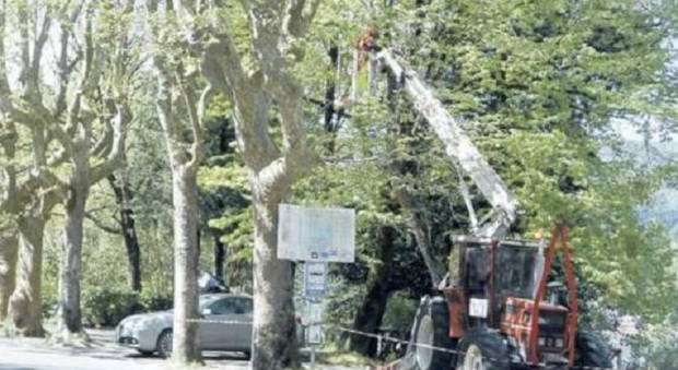 "Terni: stop al taglio degli alberi a Piediluco", arriva un esposto "green"