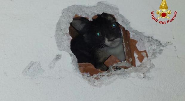 Gattino cade per 10 metri in una canna fumaria: salvato e adottato