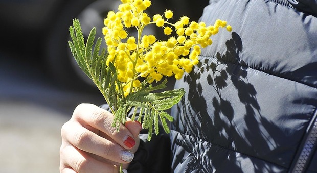 Pesaro, quanti abusivi l'Otto marzo Sequestrati 120 mazzi di mimosa