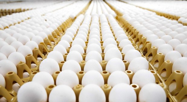 Aviaria, Hong Kong blocca le importazioni di pollo e uova dall'Italia