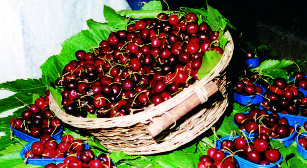 Cade dall'albero mentre raccoglie le ciliegie: grave contadino 73enne