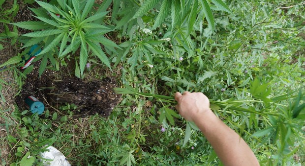 Carpegna, nell'orto enormi piante di marijuana: «Ho il cancro, mi curo»