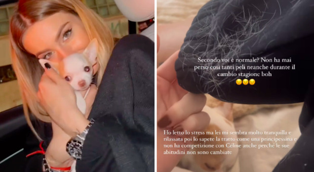 Sophie Codegoni preoccupata per la sua cagnolina: «Non è in competizione con Celine, quindi, non capisco cos'abbia»