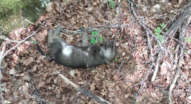 Frosinone, drammatica scoperta nel Parco nazionale: trovati morti cinque cuccioli di lupo. S'indaga