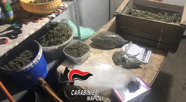 Una serra artigianale di cannabis nella cantina di casa: arrestato il narcos col pollice verde
