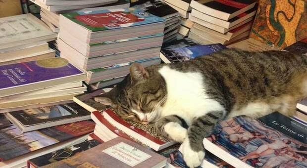 Tigre, la gattina più famosa di Venezia, muore a 17 anni: «Simbolo della libreria Acqua Alta, aveva un tumore»